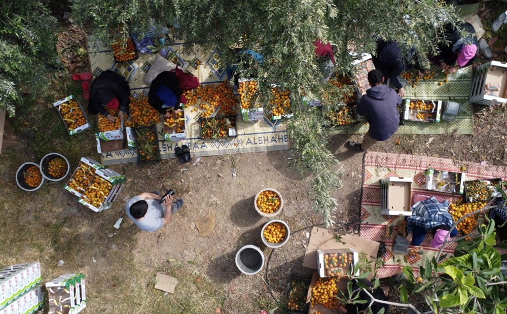 Halk ortasında "sarı altın" deniliyor: Hasat başladı, kilosu 90 lira 77 BmJoxK8GnEall TdsiISPw