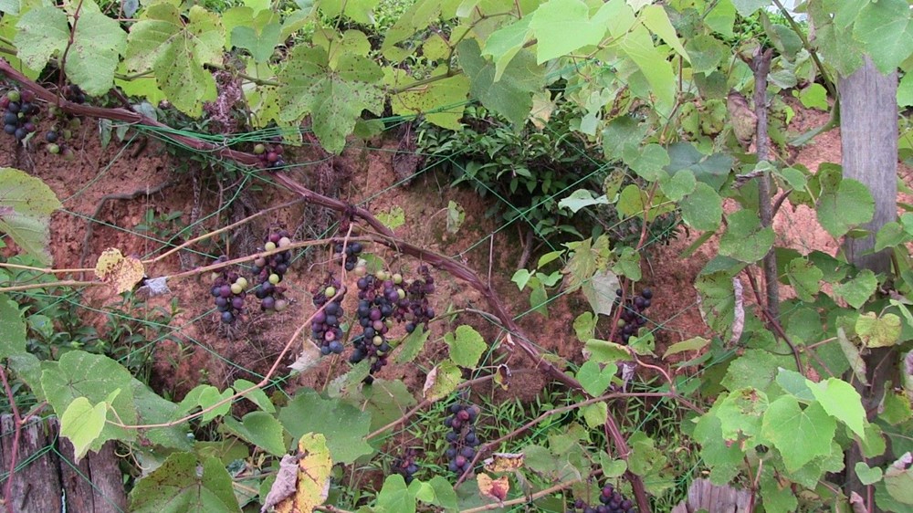 Artvin'de böcek istilası - 7