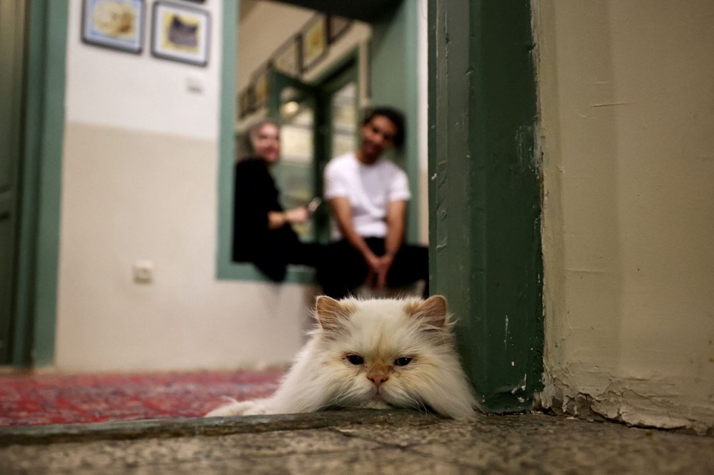 İran'da kedi kafe açıldı: Ziyaretçilerden yoğun ilgi - 4