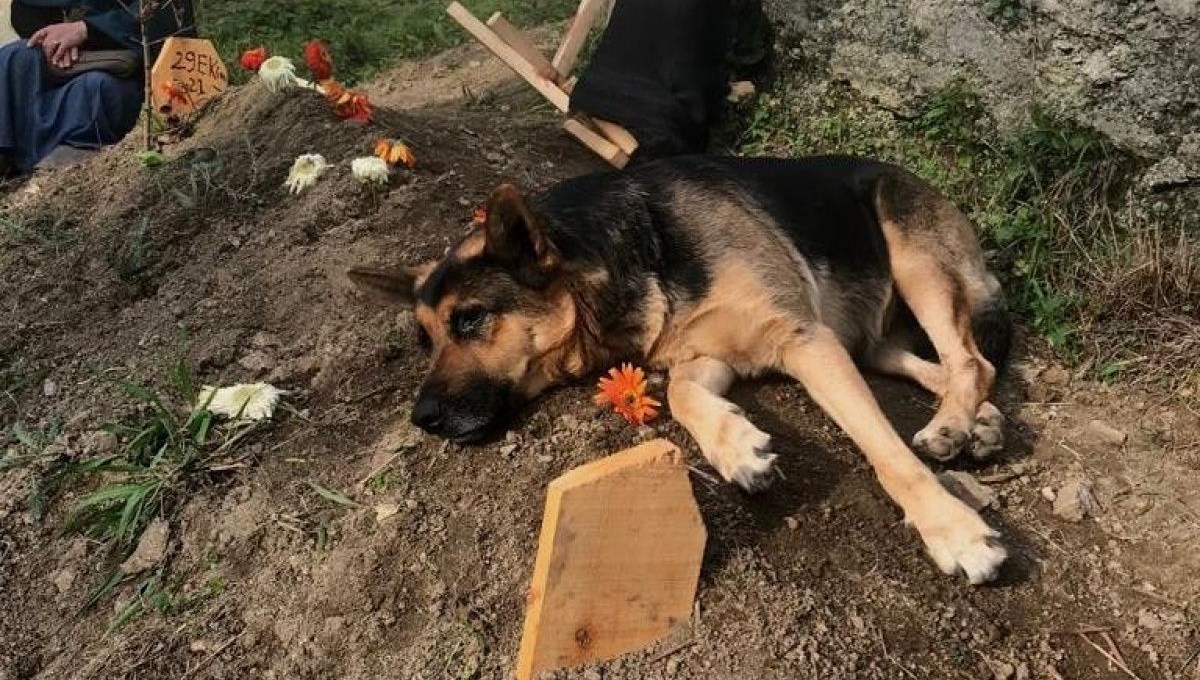Sahibinin mezarı başından bir an olsun ayrılmıyor