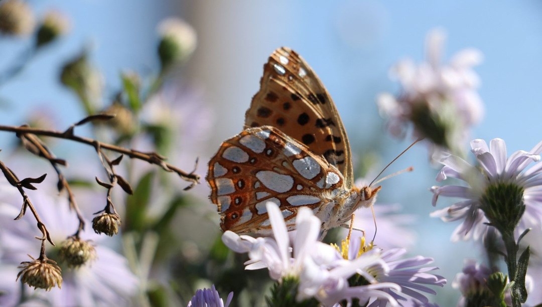 Ilgaz Dağı’nda "İspanyol kraliçesi" görüntülendi: Kanatları çok güçlü