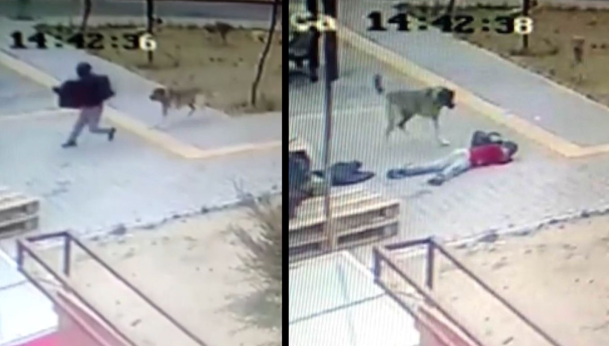 Başıboş köpekler çocuğa saldırdı