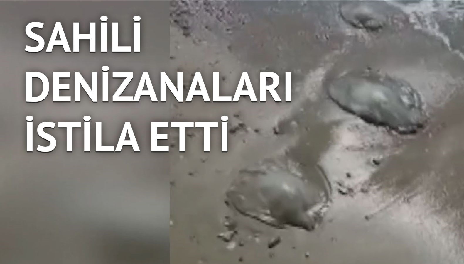 Antalya'da binlerce denizanası sahile vurdu