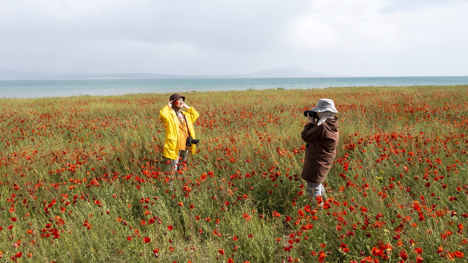Fotoğraf tutkunları Van Gölü kıyılarındaki gelincik tarlalarını görüntüledi - 1