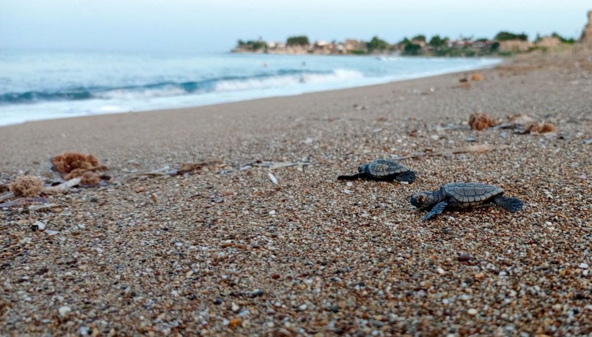 Antalya'da caretta caretta rekoru