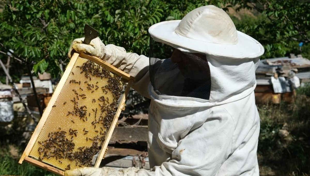 Bayburt’ta arıların
