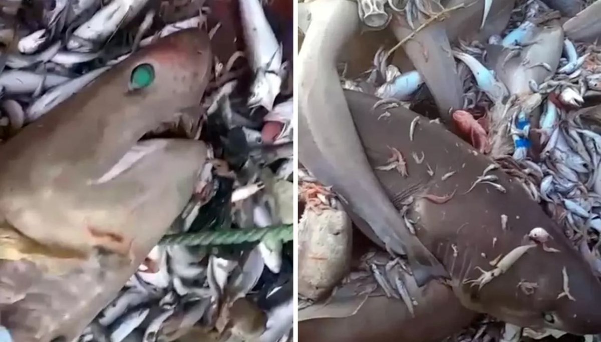 Mersin köpek balığı açıklama