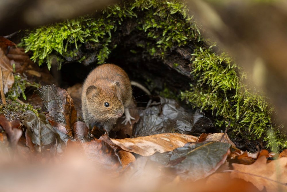 Ünlü oyuncunun eşini öldüren virüs 3 can daha aldı: Yetkililer telaşlı 73 BsfmgSHjCEObHl3rfE3 hQ
