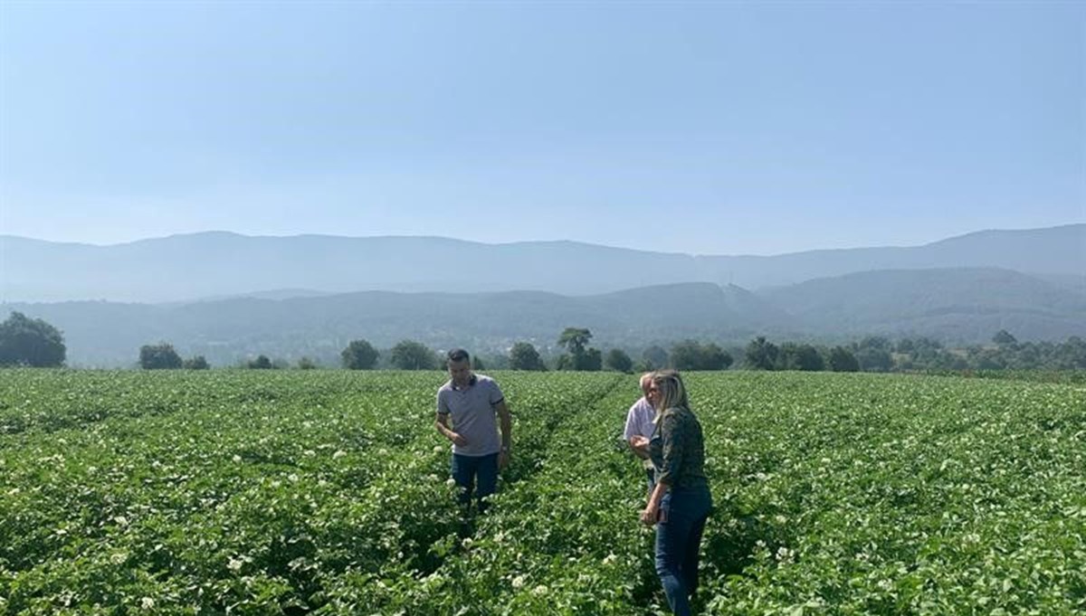 Patates tarlalarında “mildiyö” alarmı