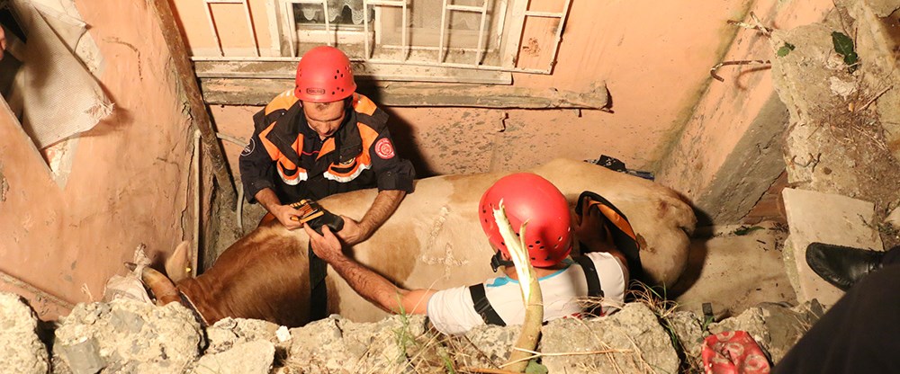 Kurbanlık boğa havalandırma boşluğuna düştü NTV