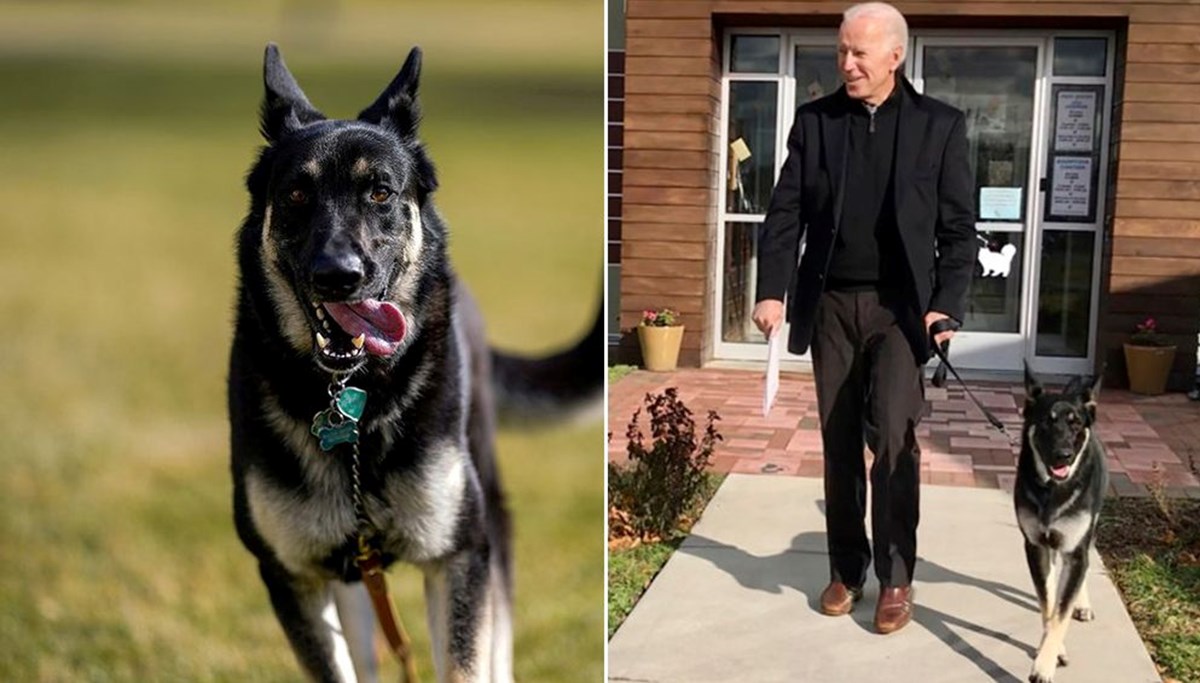 Beyaz Saray'da Biden'ın köpekleri krize neden oldu