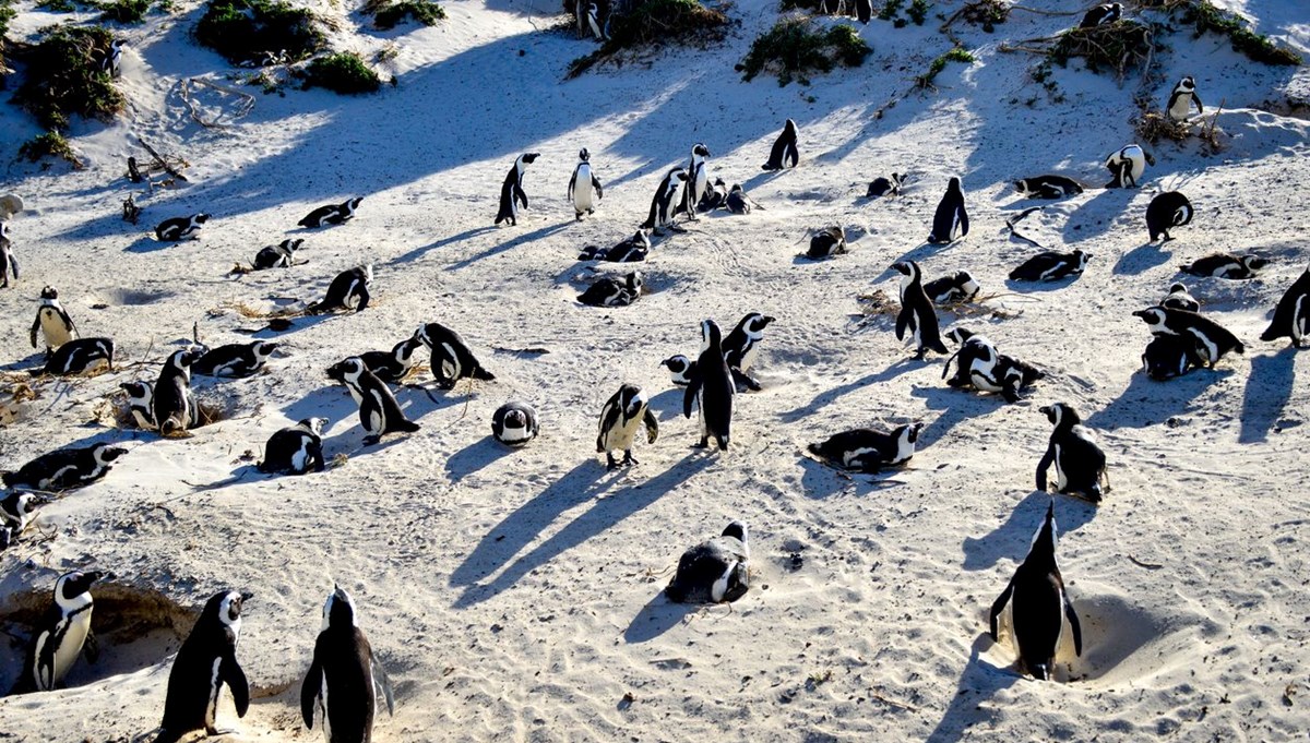 Bilim insanları uyardı: Afrika penguenlerinin soyu on yıllar içinde tükenebilir