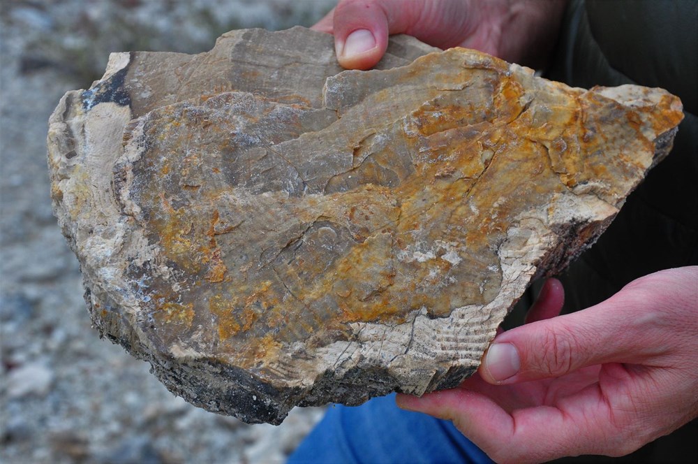 21 milyon yıllık fosil ağaç ormanı tehlikede - 2