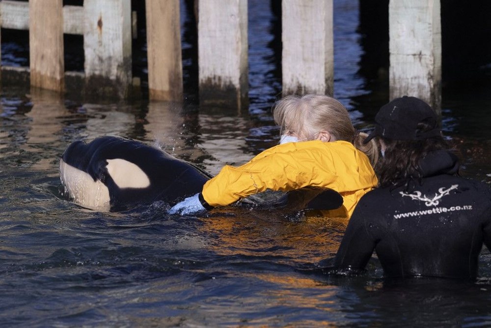 Yavru katil balinanın annesini kurtarmak için zamana karşı yarışıyorlar - 3