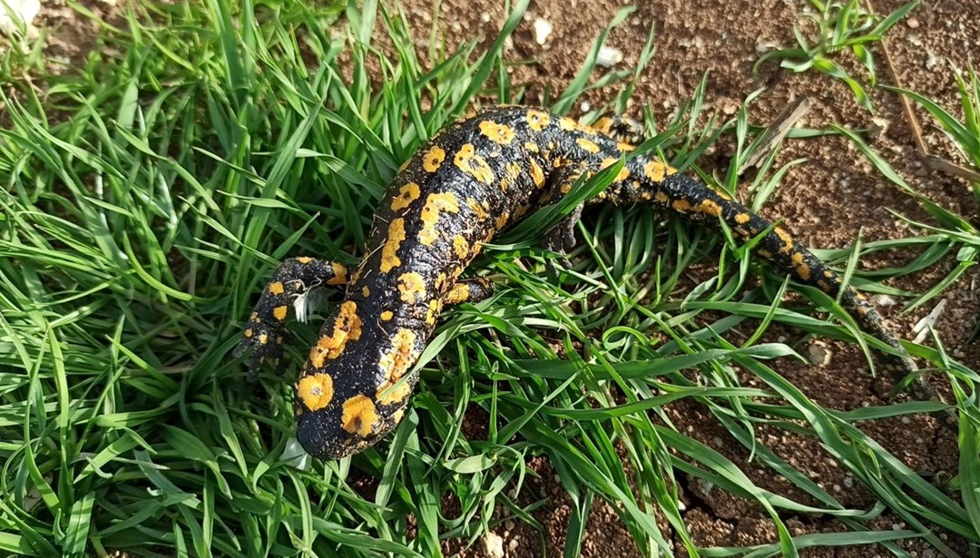 Bahar geldi, ortaya çıkı: "Yağmur Gelini" olarak biliniyor, zarar verene para cezası