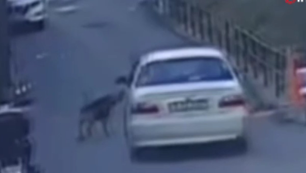 Aracına havlayan sokak köpeğini ezdi Aracına havlayan sokak köpeğini ezdi