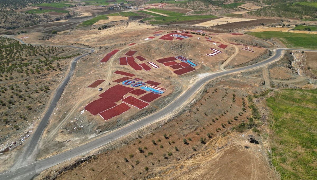Sınırın sıfır noktasında “en acı” hasat başladı Sınırın sıfır noktasında “en acı” hasat başladı