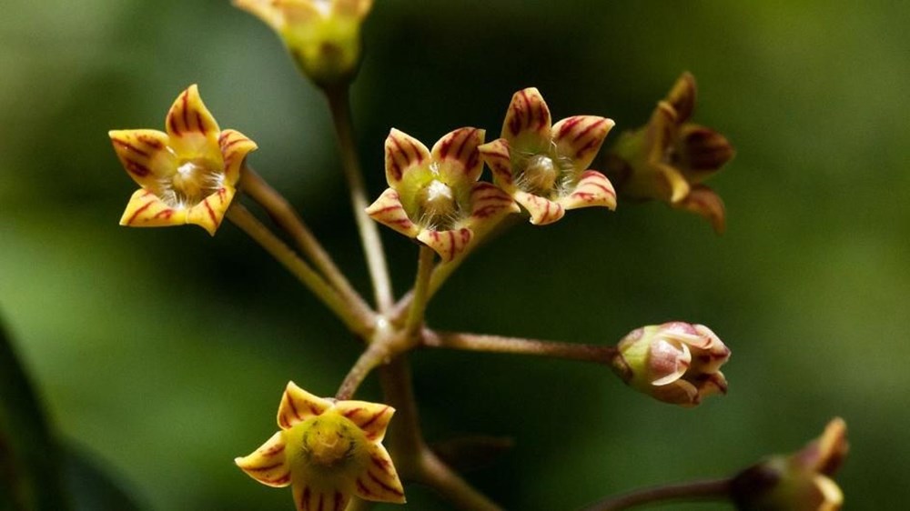Dünyanın “en çirkin orkidesi” 2020’de yeni keşfedilen türler arasında - 10