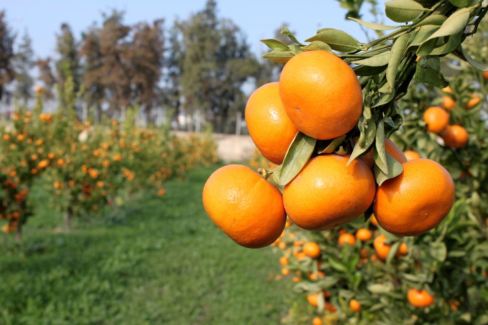 İki yeni mandarin çeşidi geliştirildi - 2