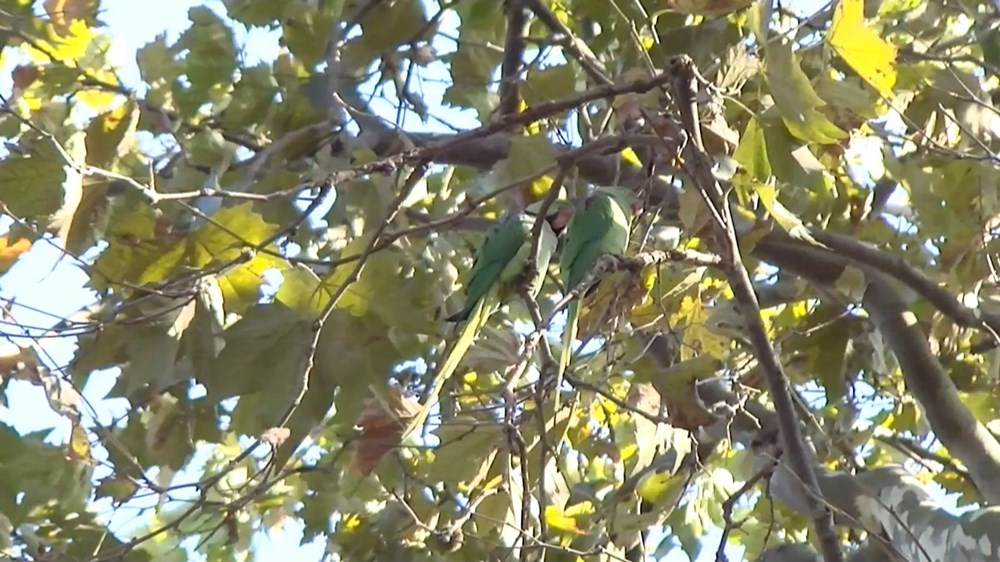 İstanbul'da yeşil papağan sayısı artıyor - 5