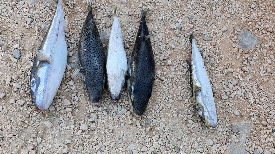 Sahile vuran balon balıklarını yiyen 11 kedi zehirlendi - 1