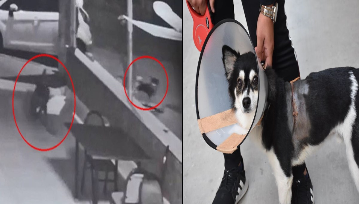 Pitbull, saldırdığı köpekle sahibini yaraladı