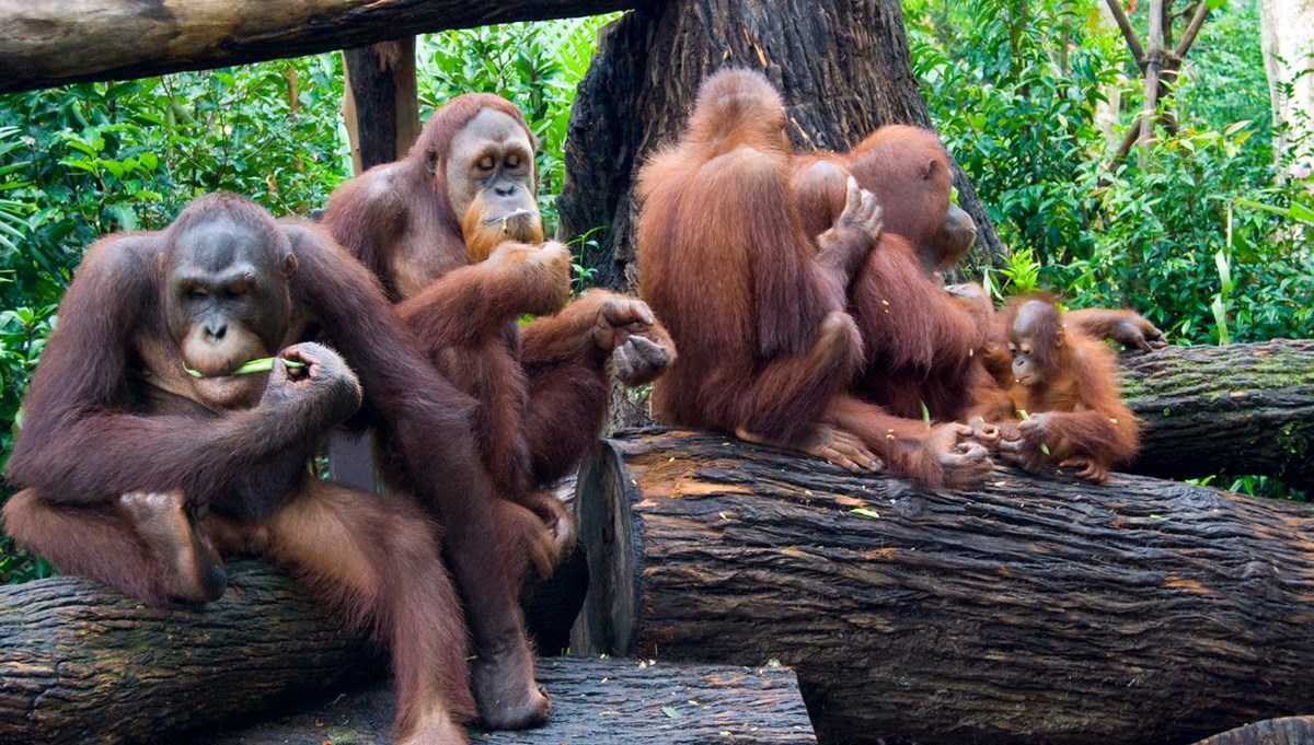 Orangutanlar havalı olduklarını göstermek için yeni argo sözcükler geliştiriyor
