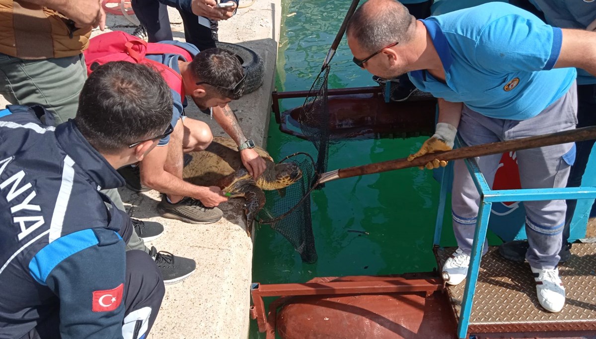 Misinaya dolanan caretta caretta için seferlik