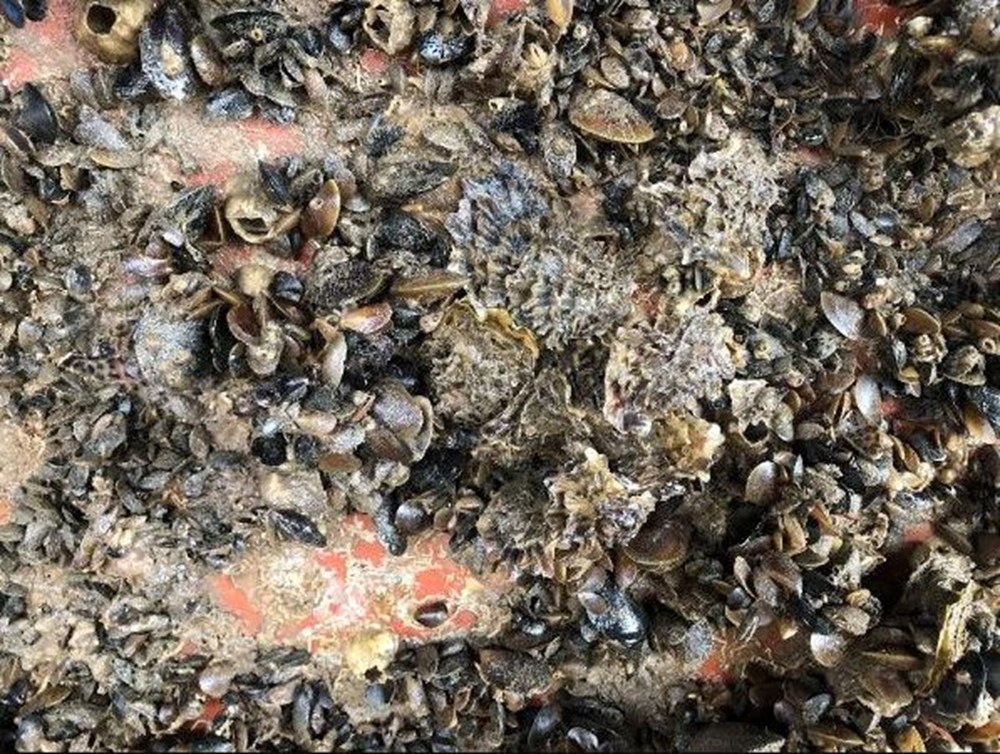 Karadeniz'de 'Pasifik istiridyesi' istilası - 8