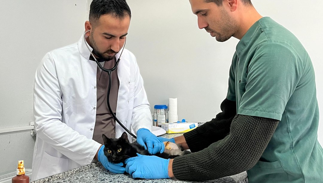 Tüfekle vurulan kedi tedavi altına alındı