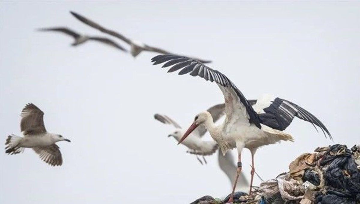 Leylek Jonas öldü ama Türkiye'de izler bıraktı