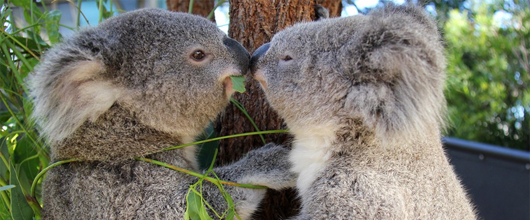 Avustralya'da 686 koala öldürüldü - Magazin Haberleri | NTV
