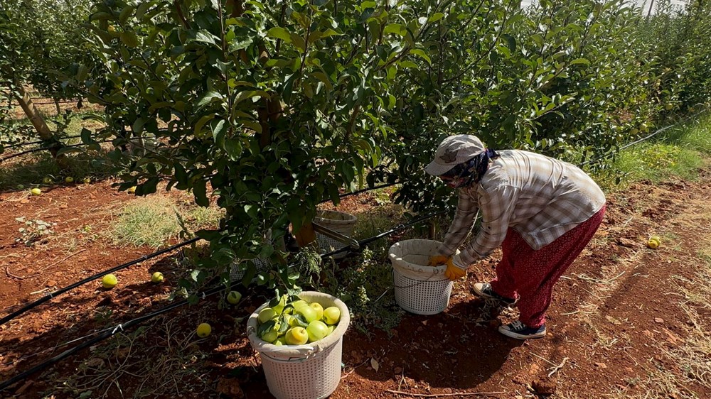 Tarlada 7, markette 40 lira: Yüzlerce dönüm alanda yetişiyor - 8