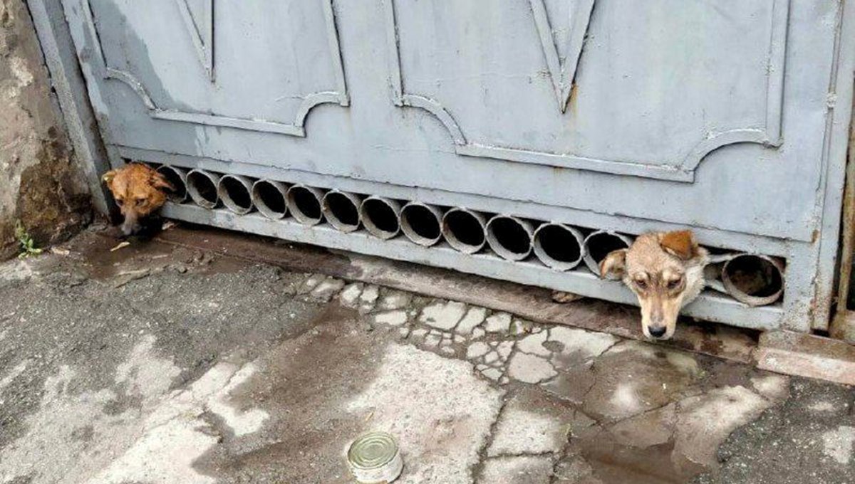 Ukrayna'da bombardımandan korkan köpeklerin başı demir kapıya sıkıştı Ukrayna'da bombardımandan korkan köpeklerin başı demir kapıya sıkıştı