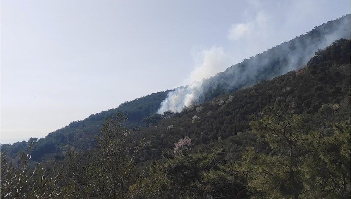 Samsun'da yıldırım isabet etmesi sonucu ağaçlık alanda yangın çıktı