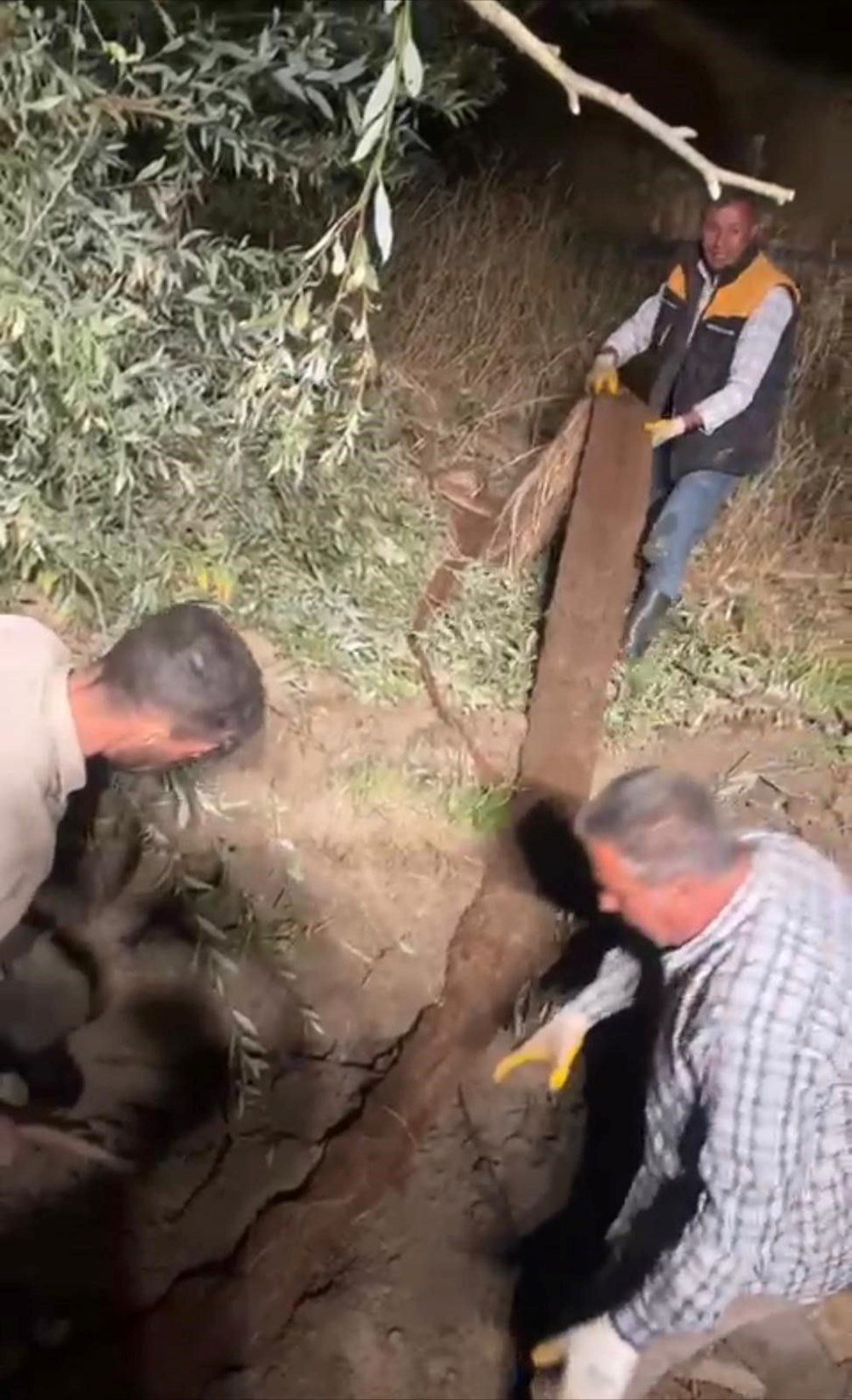 Su borusundan 15 metre ağaç kökü çıktı - 3