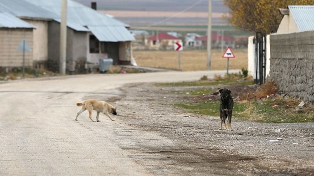 Sokak köpekleri kanun teklifi hazır: Uyutma seçeneği için yeni karar - 8