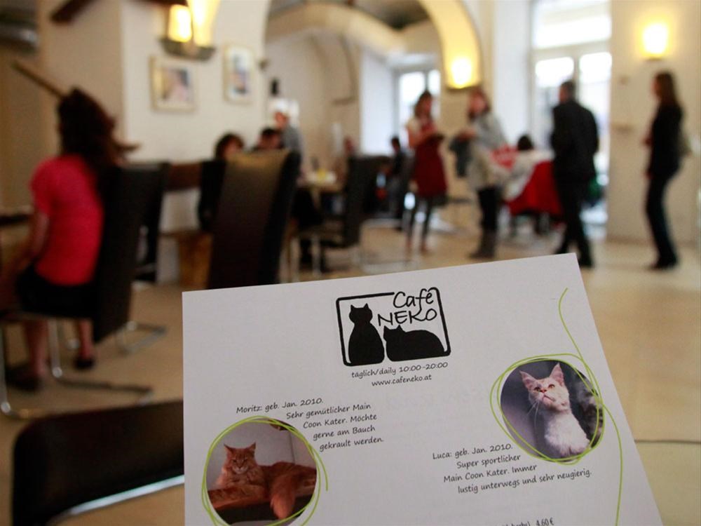 Avrupa�da bir ilk Kedi kafe Magazin Haberleri NTV