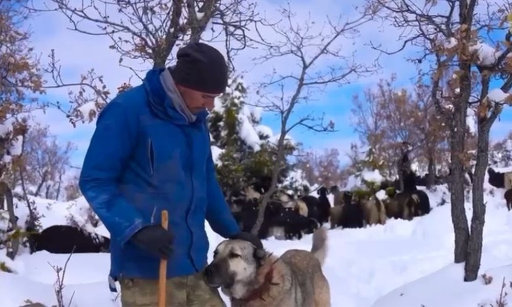 Yabancı Eller, Tanıdık Topraklar: Gurbetten Dönüş, Çobanlık Aşkı 75