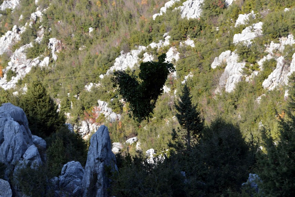 Dağlardan topladıkları defneden günlük 500 lira kazanıyorlar - 5