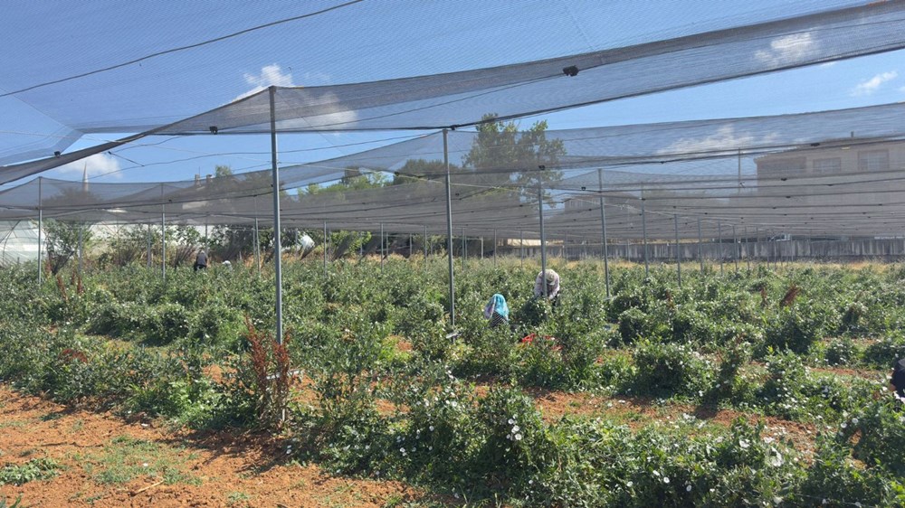 20'den fazla ülkeye ihraç ediliyor: 10-15 yıl önce dikildi, verimi arttı - 3