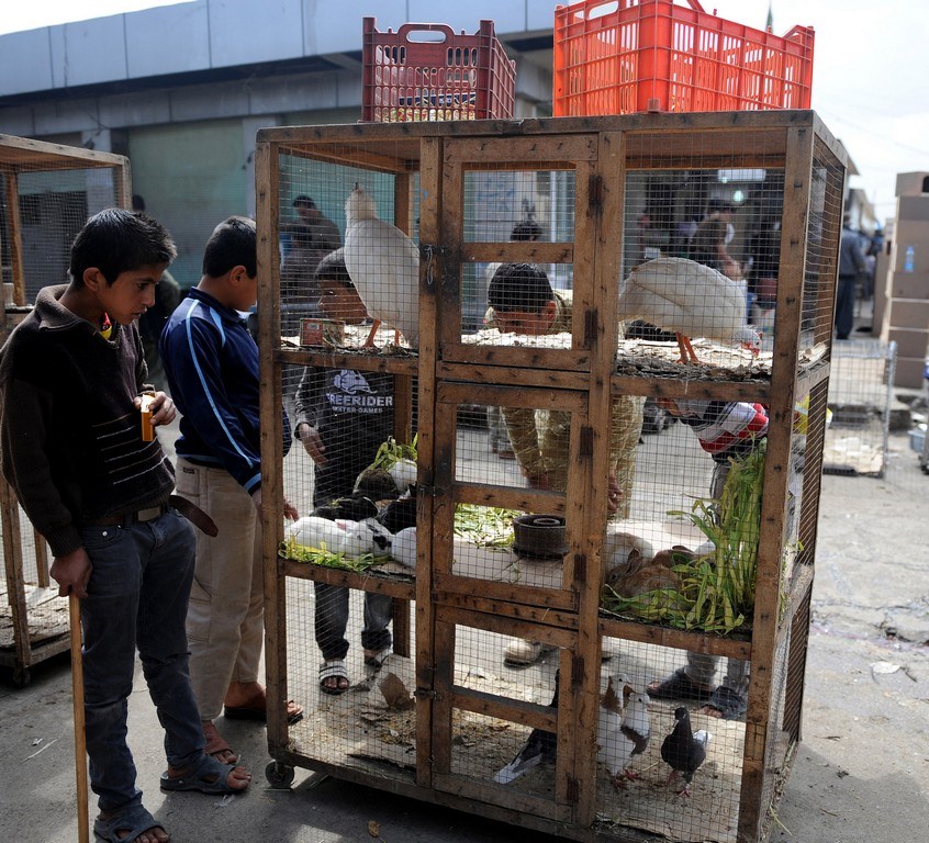 irak ta kus pazari ntv