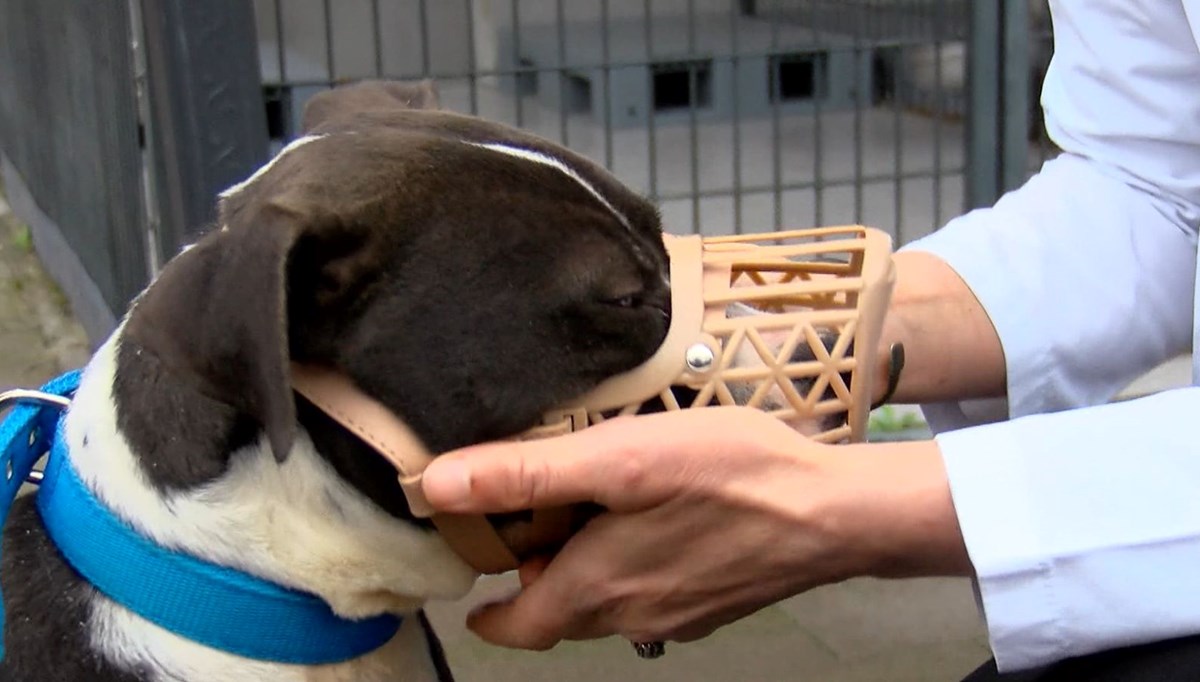 Barınaklar Pitbull ile doldu