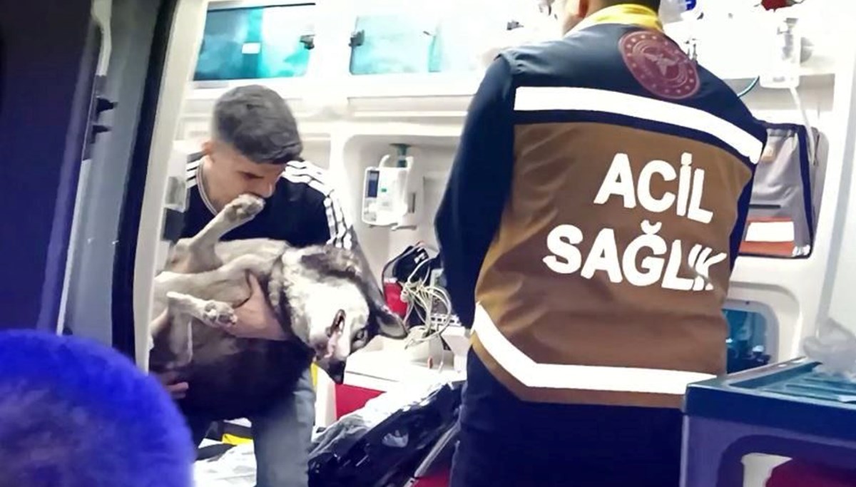 Artvin’de dumandan etkilenen köpek suni teneffüs ve kalp masajı ile hayata döndü Artvin’de dumandan etkilenen köpek suni teneffüs ve kalp masajı ile hayata döndü