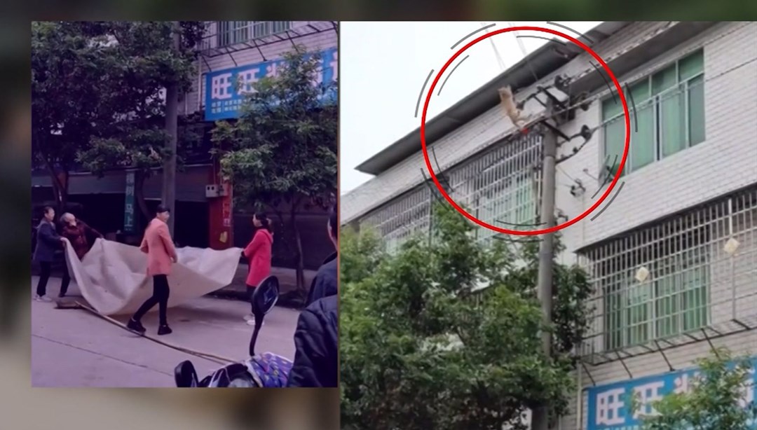 Şanslı kedi 10 metreden düşüp kurtuldu NTV