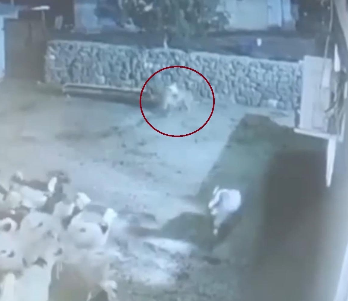 Koyunun ölü taklidi yaptığı anlar
