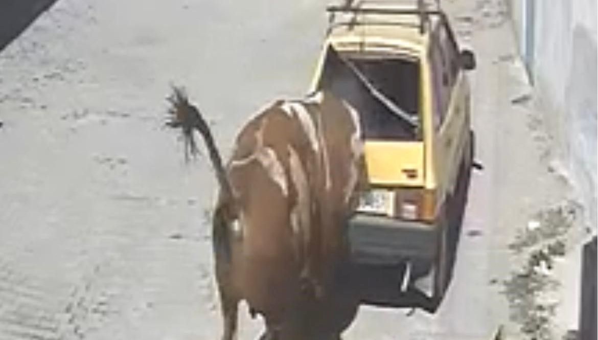 Boğa otomobili sürükledi
