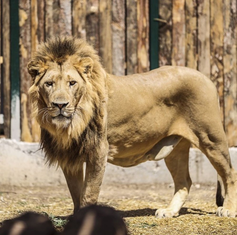 Manavgat'ta firari aslanla boğuşan adam anlattı: Bir anda üstüme çöktü - 3