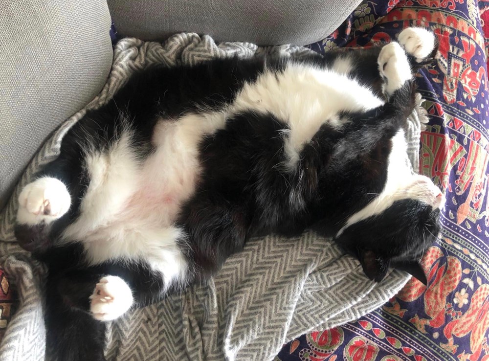 Diplomat kedi
Palmerston İngiltere Dışişleri Bakanlığı’ndan emekli oldu - 4