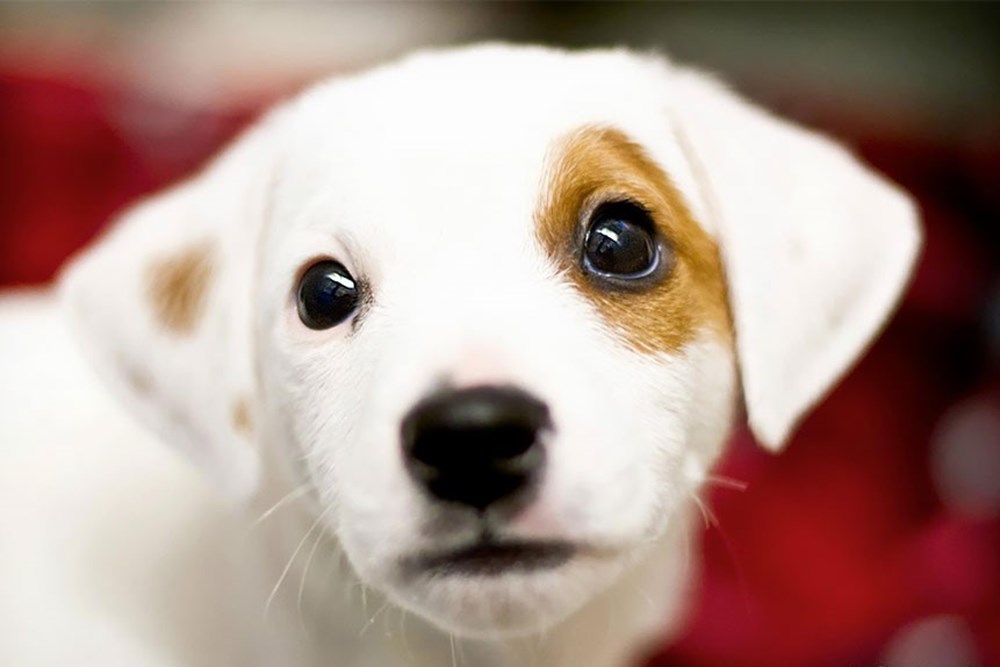 Dünyanın en fotojenik köpekleri NTV